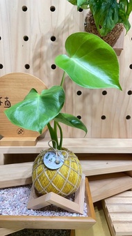 龜背芋 電信藍 水苔球 手工製作 觀葉植物