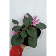 Tanaman Hias Bunga Violces Pink Begonia Violces Pink Daun Besar RR