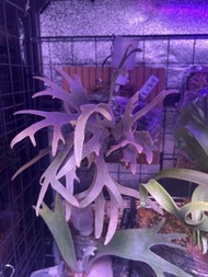 1/8 - P.willinckii Yellow moon dwarf 龍骨芽 (母株 From Nook 黑牌) 鹿角蕨