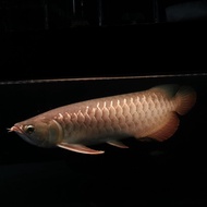 Unik ikan arwana golden red 40 UP dan jardini 40 UP sehat ajib Limited