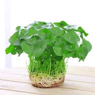铜钱草金钱带叶水培植物室内盆栽客厅桌面水养植物花卉绿植盆栽巴西木幸运木水草种子陶粒砂 铜钱草原土1盆【100根茎带叶发货不含盆】 默认