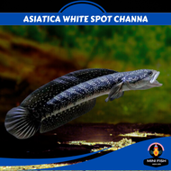 Asiatica White Spot Channa | 3 INCH