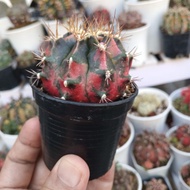 Gymnocalycium ID Tiger fat  nice healthy fat cactus