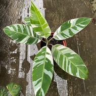 Pohon Pisang Variegata / Musae Variegata