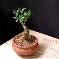 豆盆 雀舌黃楊  迷你盆景 老樁 植物 盆栽 實拍 禮物 plant bonsai tree gift  👑9年五星老店