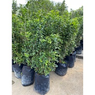 Murraya Paniculata with pot real live plant free organic fertiliser 0.5kg free organic soil 3kg