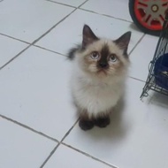 kucing jantan himalaya 3 bulan seal point yes