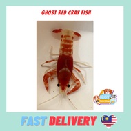 Ghost Red Cray Fish 2"-2.5" Crayfish  Lobster Udang Air Tawar