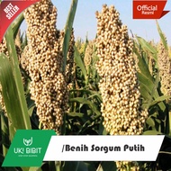 ( 1 Kg ) Benih Sorgum Putih | Batang Manis | Jagung Cantel