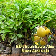 Bibit Buah Sawo Abiu Murah Bibit Tanaman Buah Sawo Abiu Sawo Australia