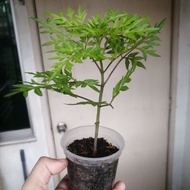 HSK [1cup] ANAK POKOK ULAM RAJA/COSMOS CAUDATUS SEEDLING/SAYUR ULAM