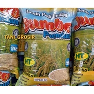 Padi Inpari 32 Jumbo Premium (Ready) Anakan Padi Melimpah Bibit Unggul