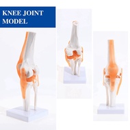 X6Anatomical Knee Joint with Ligaments Model Human 1:1 Life Size for Science Classroom Study Display