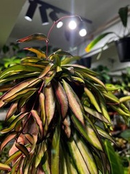 Hoya wayetii variegated 威特/冰糖內錦毬蘭