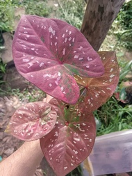 บอนสีรัตนรุ่งเรือง สีสวยมาก ต้นแข็งแรง พร้อมส่ง ส่งพร้อมกระถาง ส่งจริง บอนสี