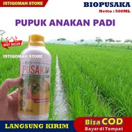 Pupuk Anakan Padi Ampuh BIO PUSAKA 500ML Pupuk Cair Untuk Memperbanyak Anakan Padi Pupuk Meningkatkan Anakan Padi Pupuk Penambah Anakan Padi Pupuk Perbanyak Anakan Padi Pupuk Organik Untuk Memperbanyak Anakan Padi Pupuk Biar Anakan Padi Banyak