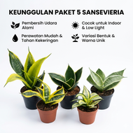 paket tanaman hias 5 jenis sensivera versi florist katusba