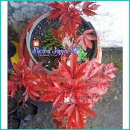 RED PANAMA/ RED MAPLE LOKAL (PAKET 10 POHON) Berkualitas