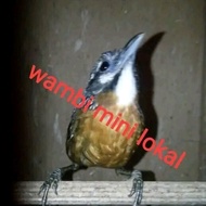 Burung Wambi Mini Lokal Jantan 100%