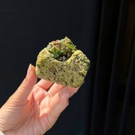 日本極姬虎耳草 B∣討喜療癒豆盆栽 微光植物