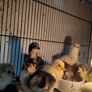 Ayam Brahma Super