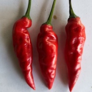 Ghost pepper / Chilli Seeds x10
