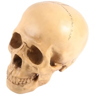 3C Electron <br>Model 1: 1 Resin Human Skull Anatomical Teaching Decoration Yellow