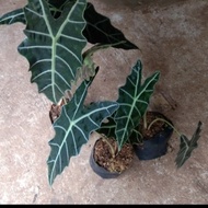 tanaman keladi Amazon / keladi tengkorak tanaman indoor