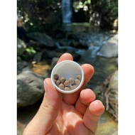 Pak long man Solid Herbal Medicine