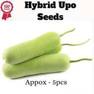 UPO Tambuli Seeds 5 Seeds - 1pack