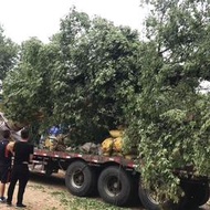 喬木大樹苗 園林綠化精品香樟大樹 8-80公分粗移栽香樟樹