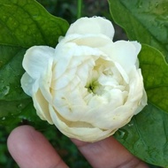 Melur Ros Duke of Tuscany Jasmine