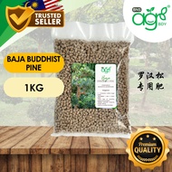 [1kg] AgroBuddy Special Baja Pokok Pine Buddha Podokarpus  | Buddhist Pine Podocarpus Macrophyllus F