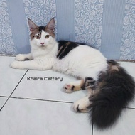 Kucing Mainecoon Kitten Ped CFA - Jantan Show Quality