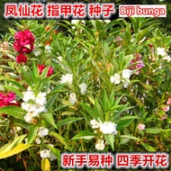R/s现货-Seeds Flower Balsam impatiens 凤仙花指甲花种子 Biji Benih Pokok Bunga Keembong 四季开花