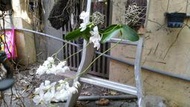 【唐老鴨】大武阿婆蝴蝶蘭 Phal.aphrodite subsp.Formosana 板植(花梗分生苗)