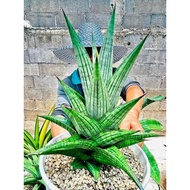 🔥Sansevieria Kaisar🔥