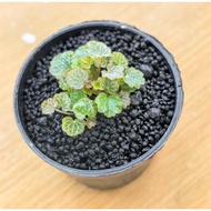 SG Ready Stock | Saxifraga Stolonifera Mini Strawberry Begonia | Easy-Care Indoor & Terrarium Plant 