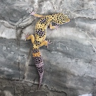 Leopard Gecko Mack snow Eclipse het Murphy Tremper (Ember / Snowflake)