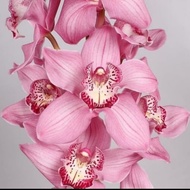 anggrek cymbidium pink totol tanaman anggrek tanah hidup murah anggrek