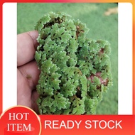 [BEST BUY] BENIH AZOLLA 50 Gram‼️ READY STOCK