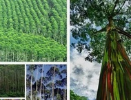 Fast-growing eucalyptus seed Eucalyptus grandis size Guanglin No. 9 tree seed blue according to euca