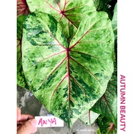 AUTUMN BEAUTY RARE Keladi POKOK Hidup Murah Viral Harga Bajet Hiasan Bunga Caladium PLANTS Thai USA ANYA ANYA