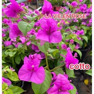 Bunga Kertas Id  La vie en rose @ bougainvillea  la vie en rose  (live Plant  bougainvillea )