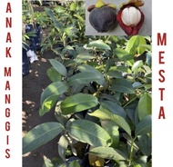 Anak pokok manggis ( MESTA ) hybrid / manggis mesta / masta