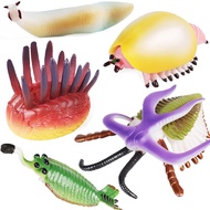 Simulation of ancient animal toy Prehistoric marine Trilobite strange shrimp ammonite Cambrian nauti
