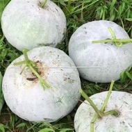 35 เมล็ด ฟักหอมทรงกลม ฟักเขียว ฟักจีน ฟักแกง ฟักแฟง ผักออแกนิค Wax Gourd seeds