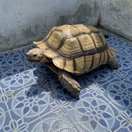 Kura Kura Sulcata dewasa uk 50cm