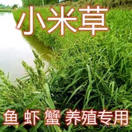 水稗草种子小米草高产水草耐水淹耐旱湖南稷子养殖鱼虾蟹牧草种籽 QE8C