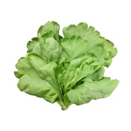 Tang O Big Leave Seeds 300Pcs Fr SG